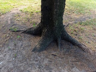 A large tree that has been cut down in the middle of a dirt field
