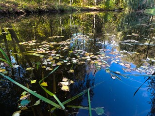 A pond filled with lots of water lilies in the middle of a forest
