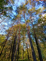A group of tall pine trees in a forest under a blue sky
