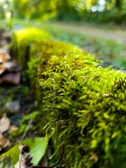 A moss covered log in the woods on the ground