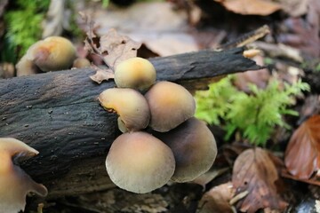 Hymenogastraceae