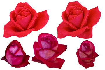 Bright red and velvet red roses heads are blooming isolated on the white background.Photo with clipping path.