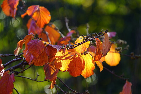 Colorfully colored leaves of Hamamelis &times; intermedia (hybrid witch hazel) is a species of flowering plant in the family Hamamelidaceae.