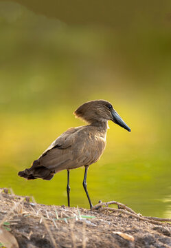  Hamerkop bird (Scopus umbretta) standing at sunset in Marakissa, Gambia