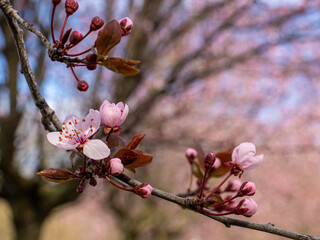 cherry plum tree blossom
