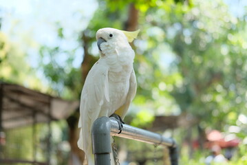 The white cockatoo (Cacatua alba) - Close up details of the white parrot, the white parrot in the wild © Eksapedia
