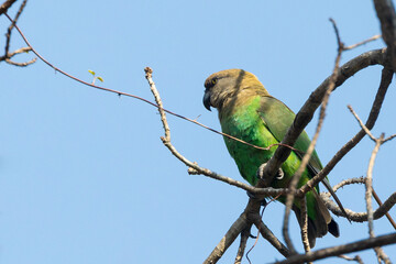 Brown-headed Parot (Poicephalus cryptoxanthus) perched in tree, blue sky, Kruger National Park, Limpopo, South Africa