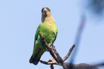 Brown-headed Parot (Poicephalus cryptoxanthus)
