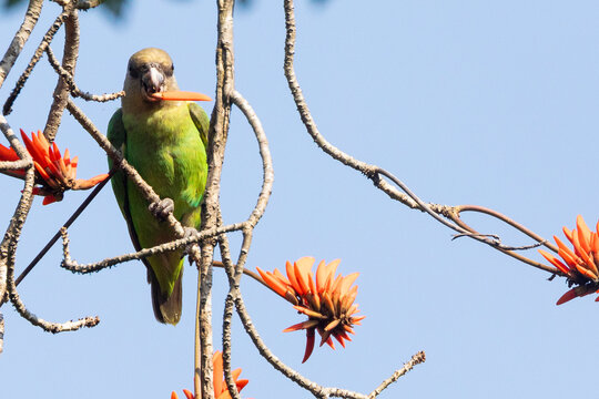 Brown-headed Parot (Poicephalus cryptoxanthus) in a Coral Tree, Kruger National Park, South Africa