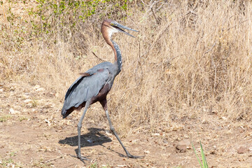Goliath Heron (ardea goliath) or Giant Heron walking in grassland savannah,  Limpopo, South Africa
