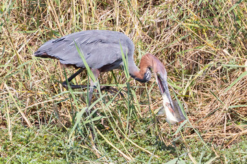 Goliath Heron (ardea goliath) with Tilapia fish prey in wetlands, Limpopo, South Africa