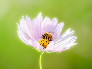 Obraz premium 秋の公園や花壇を彩るコスモスのある風景。コスモスの蜜を集めに来たミツバチ。背景。自然風景素材。