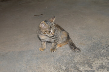 Cute cat in the barn. Portrait of domestic cat. Kittens playing
