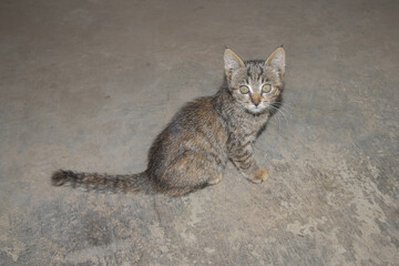 Cute cat in the barn. Portrait of domestic cat. Kittens playing