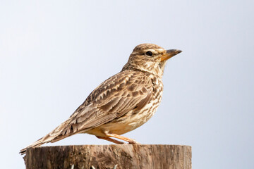 Large-billed Lark (Galerida magnirostris) perched on fence post near Swellendam, Western Cape, South Africa