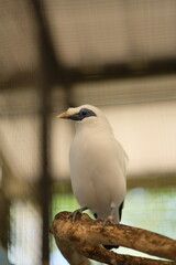 The Bali myna (Leucopsar rothschildi). Close up detail of Bali Myna Birds