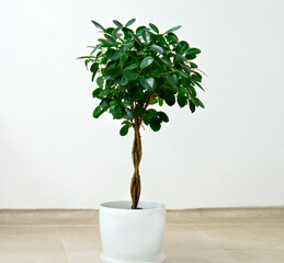 Houseplant ficus Moklame in a white pot in the interior