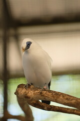 The Bali myna (Leucopsar rothschildi). Close up detail of Bali Myna Birds