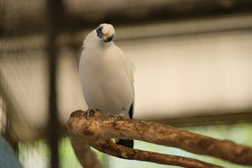 The Bali myna (Leucopsar rothschildi). Close up detail of Bali Myna Birds