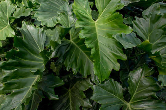 green plant (Philodendron undulatum) texture background
