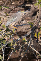 Green-backed or Striated Heron (Butorides striata) perched in overhanging tree above water