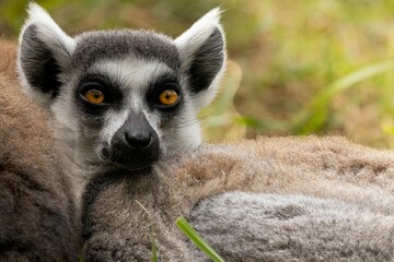 lemur on a tree