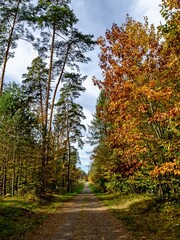 Forest road in autumn.