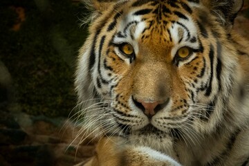 tiger in the wild, zoo 