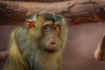 portrait of a macaque