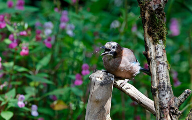 Eurasian jays at a woodland site