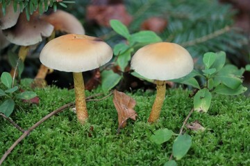 Hypholoma fasciculare