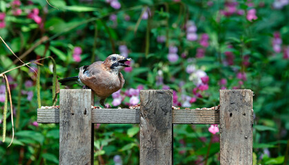 Eurasian jays at a woodland site