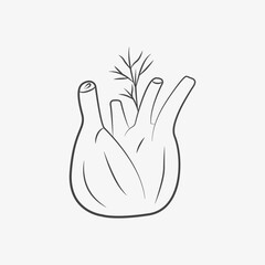 Hand drawn fennel illustration. Herb, spice, ingredient for meal. Vector