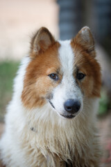 A loyal and cheerful Thai Bangkaew dog with fluffy white and brown fur.