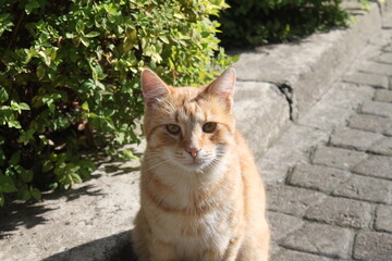 cat in the garden