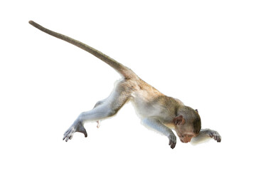 Single Monkey or Macaca jumping in a flying position. It leaping floats in the air with shock, falling from a height due to gravity Isolated on white background with clipping path and transparent