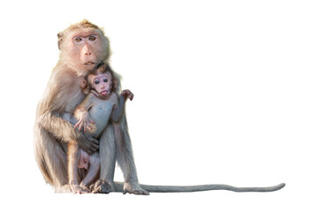 Macaca or Monkey, moment baby monkey snuggled up in her mother's arms, shows love care, It stares, sticks out its tongue, cheeky, cute. Isolated on white background with clipping path and transparent