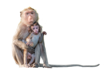 Macaca or Monkey, moment baby monkey snuggled up in her mother's arms, shows love care, It stares, sticks out its tongue, cheeky, cute. Isolated on white background with clipping path and transparent