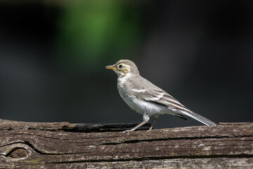 White wagtail bird Motacilla alba in the meadow in spring.