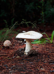 close up white mushroom in the forest in autumn