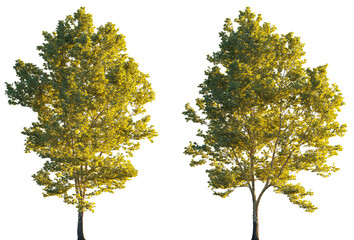 Large trees sycamore platanus trees set isolated png on a transparent background premium cutout sunset lighting