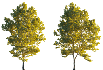 Large trees sycamore platanus trees set isolated png on a transparent background premium cutout sunset lighting