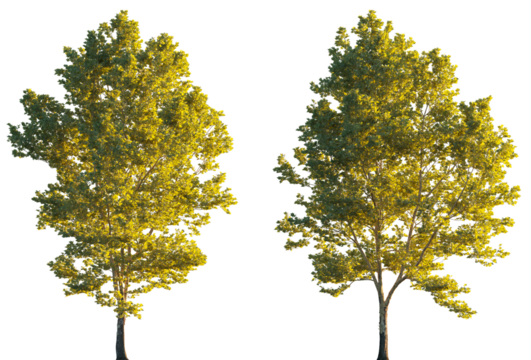 Large trees sycamore platanus trees set isolated png on a transparent background premium cutout sunset lighting