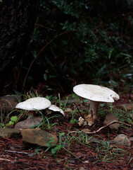 Fototapeta premium white mushrooms in the forest in autumn.