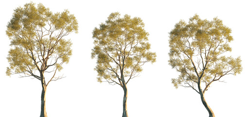 Eucalyptus amygdalina flowering tree (black peppermint) trees isolated png in evening on a transparent background premium cutout