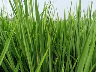 rice growing well in the rice fields