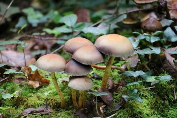 Psilocybe zapotecorum