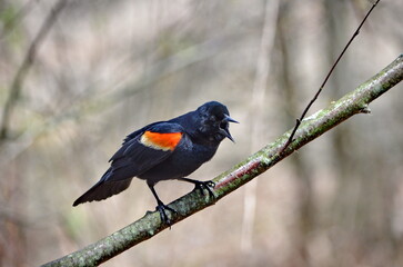 Red-winged Blackbird close up in spring in Ontario, Canada.