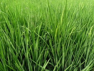 rice growing well in the rice fields