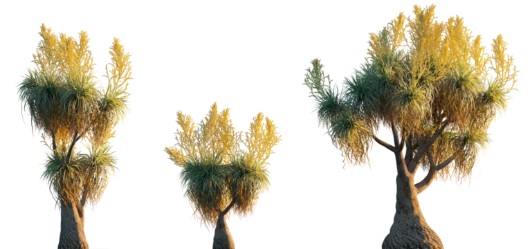 Beaucarnea recurvata palm (the elephant's foot or ponytail palm) frontal isolated png on a transparent background premium cutout